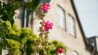 Flower with Blurred House in background