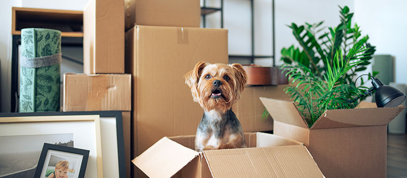 A small dog sitting in an open cardboard box surrounded by packed moving boxes, houseplants and framed pictures in a home setting.