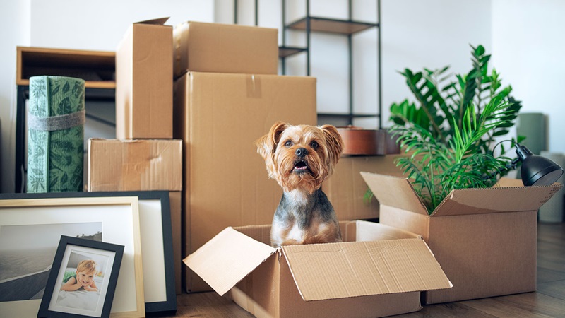 A small dog sitting in an open cardboard box surrounded by packed moving boxes, houseplants and framed pictures in a home setting.