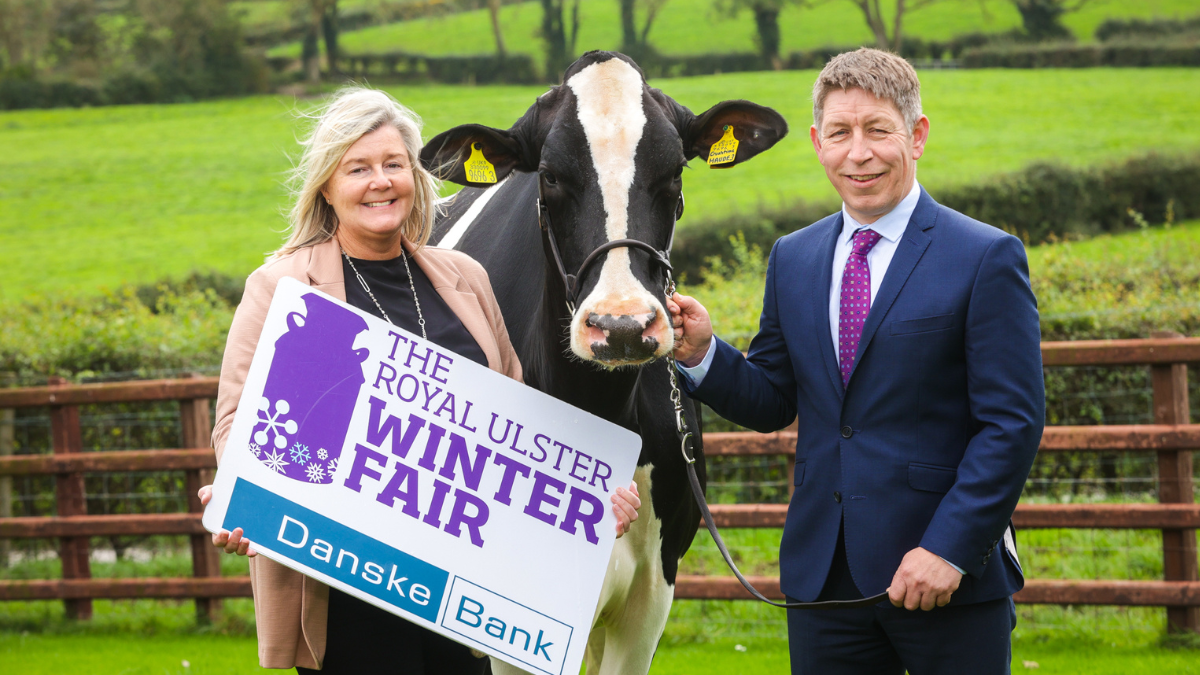 A man and Woman stand next to a cow, one is holding a sign that says 'The Royal Ulster Winter Fair'.